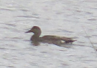 Wigeon